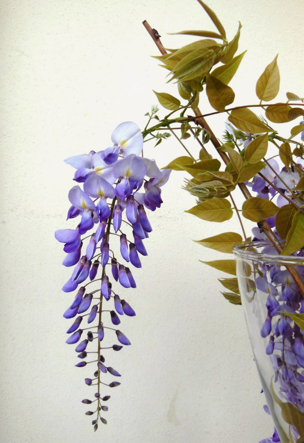 Wisteria for Rachel