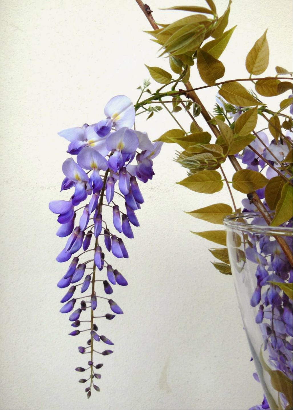Wisteria for Rachel