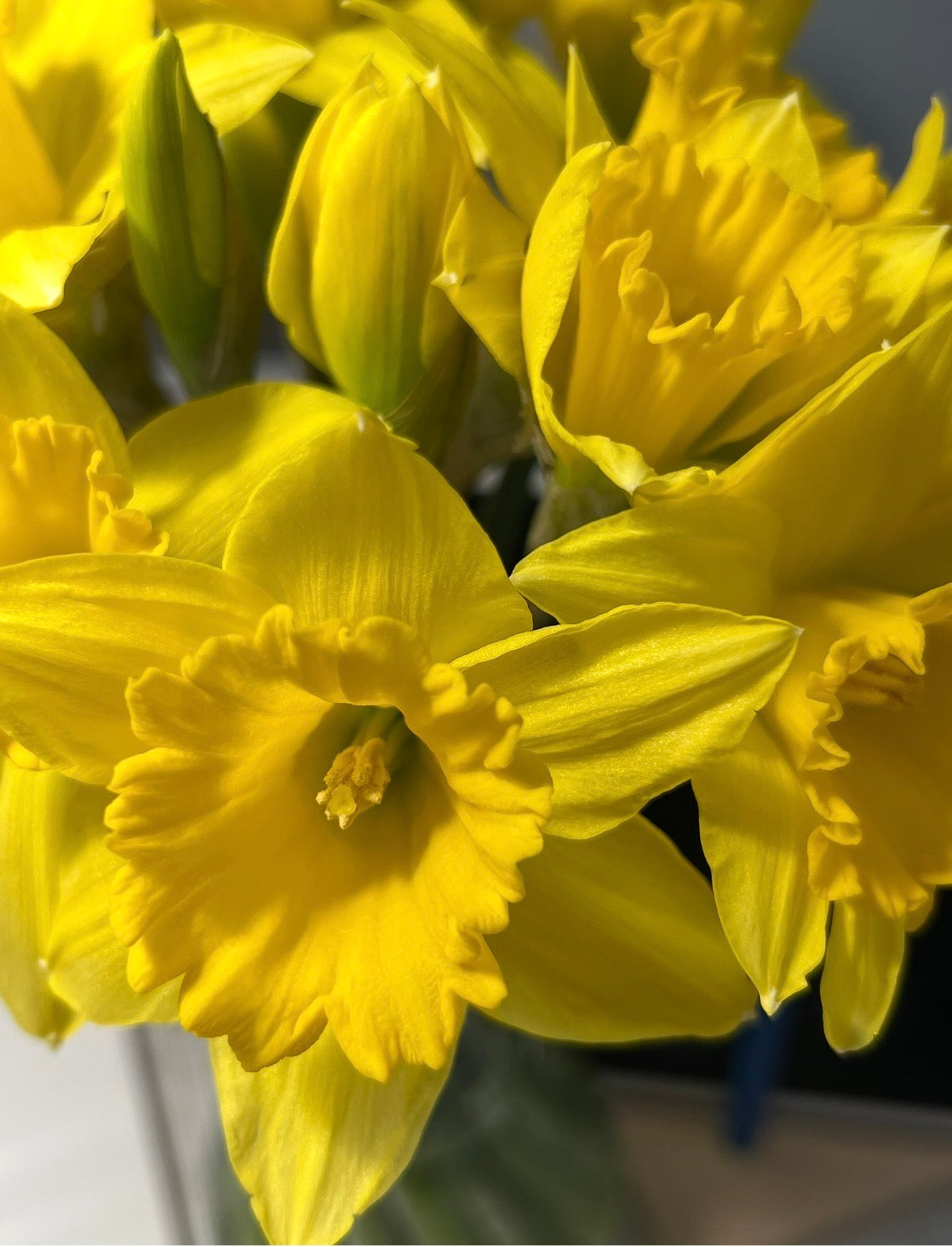 Flower of The Month: Daffodil
