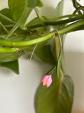 Tulip Dangles: Menton