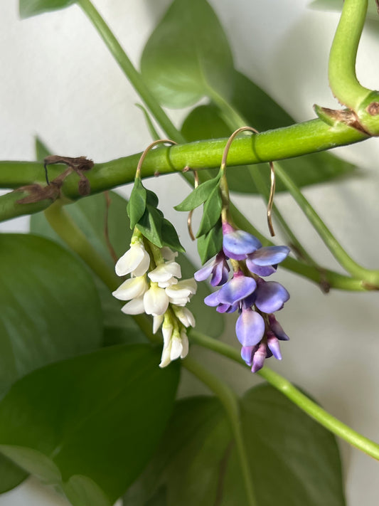 Wisteria ( preorder)