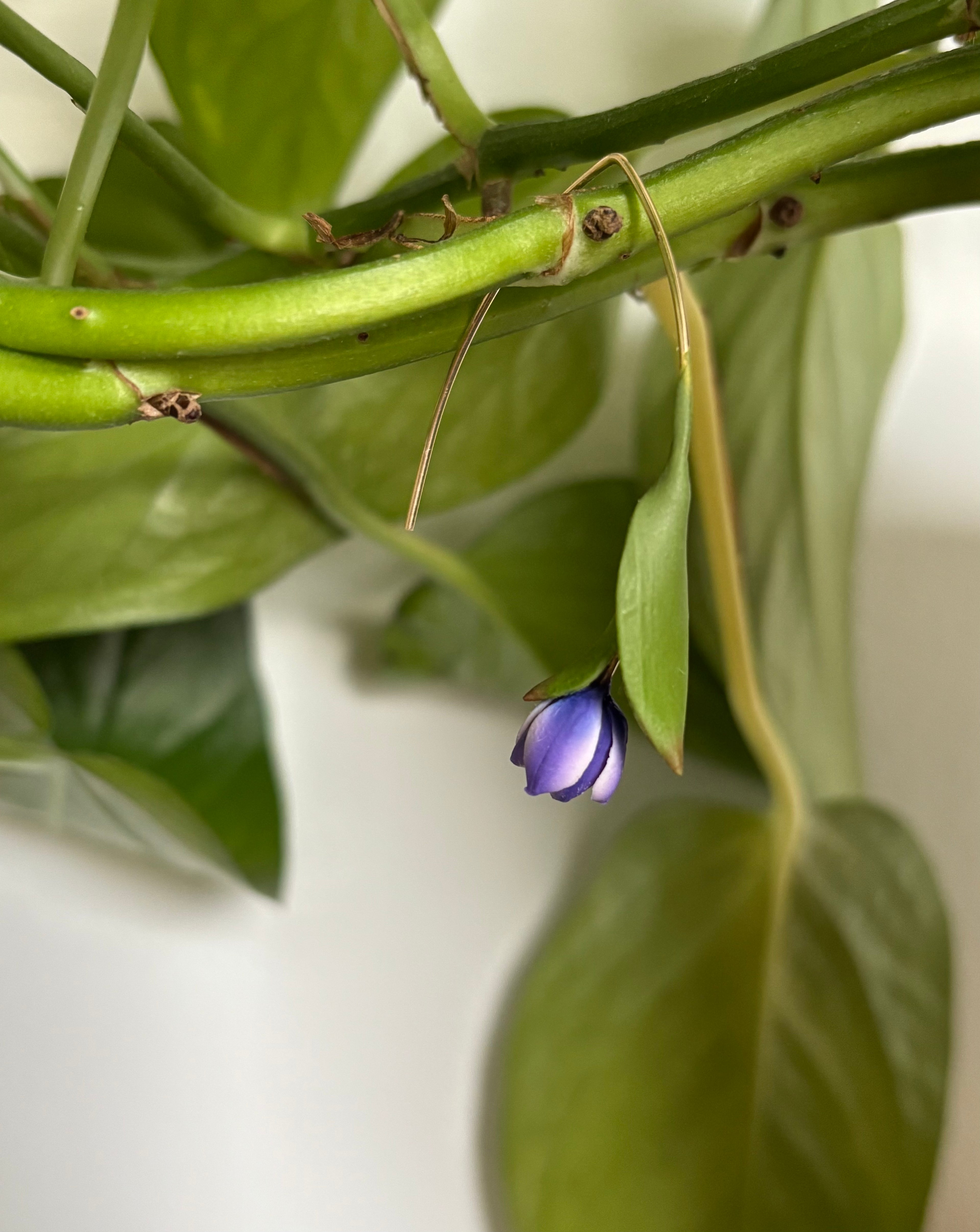 Tulip Dangles: Light and Dreamy