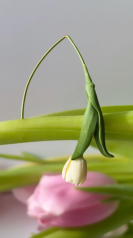 Tulip Dangles: Cream