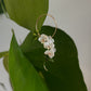 Orchids: Infinity inspired frame