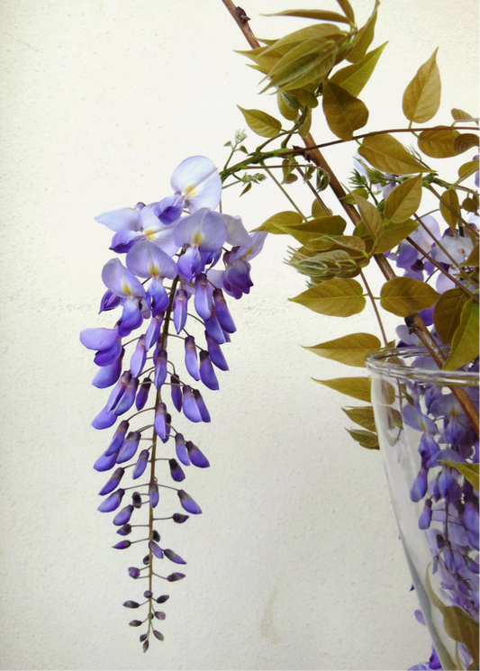 Wisteria for Rachel