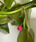 Tulip Dangles: Pretty Princess