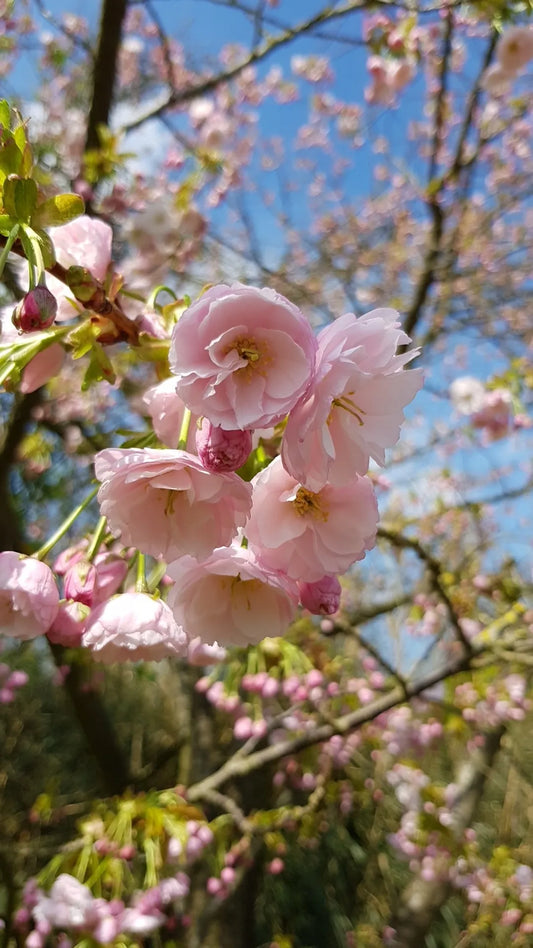 Cherry Blossom for Vinita