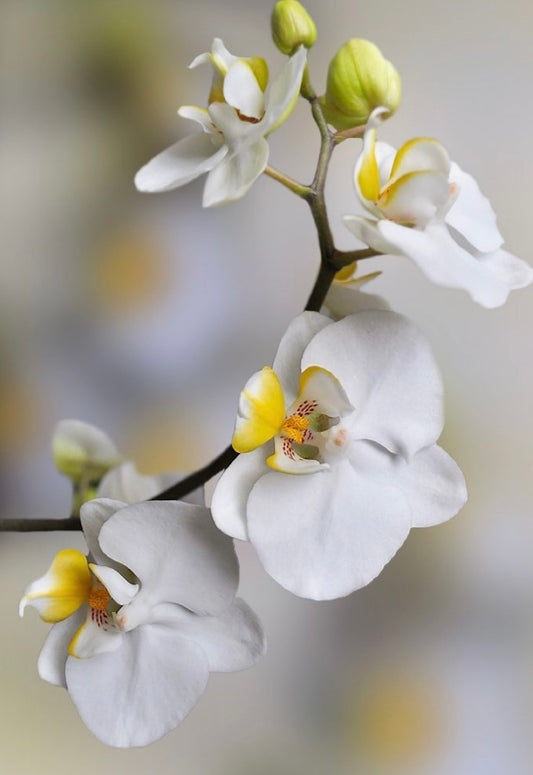 White orchids for Daisy