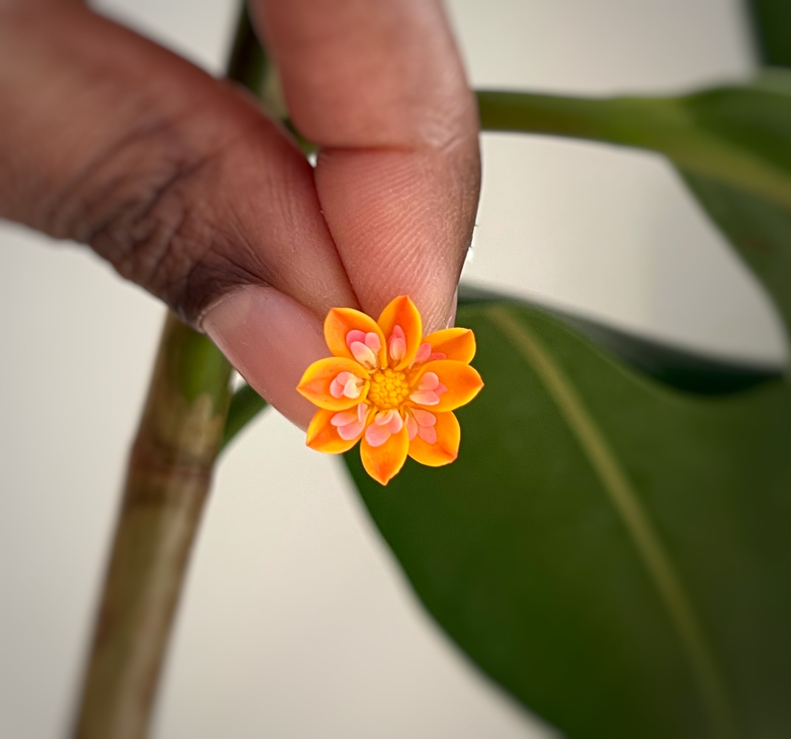 Collarette Dahlia mini studs: Annie Joy